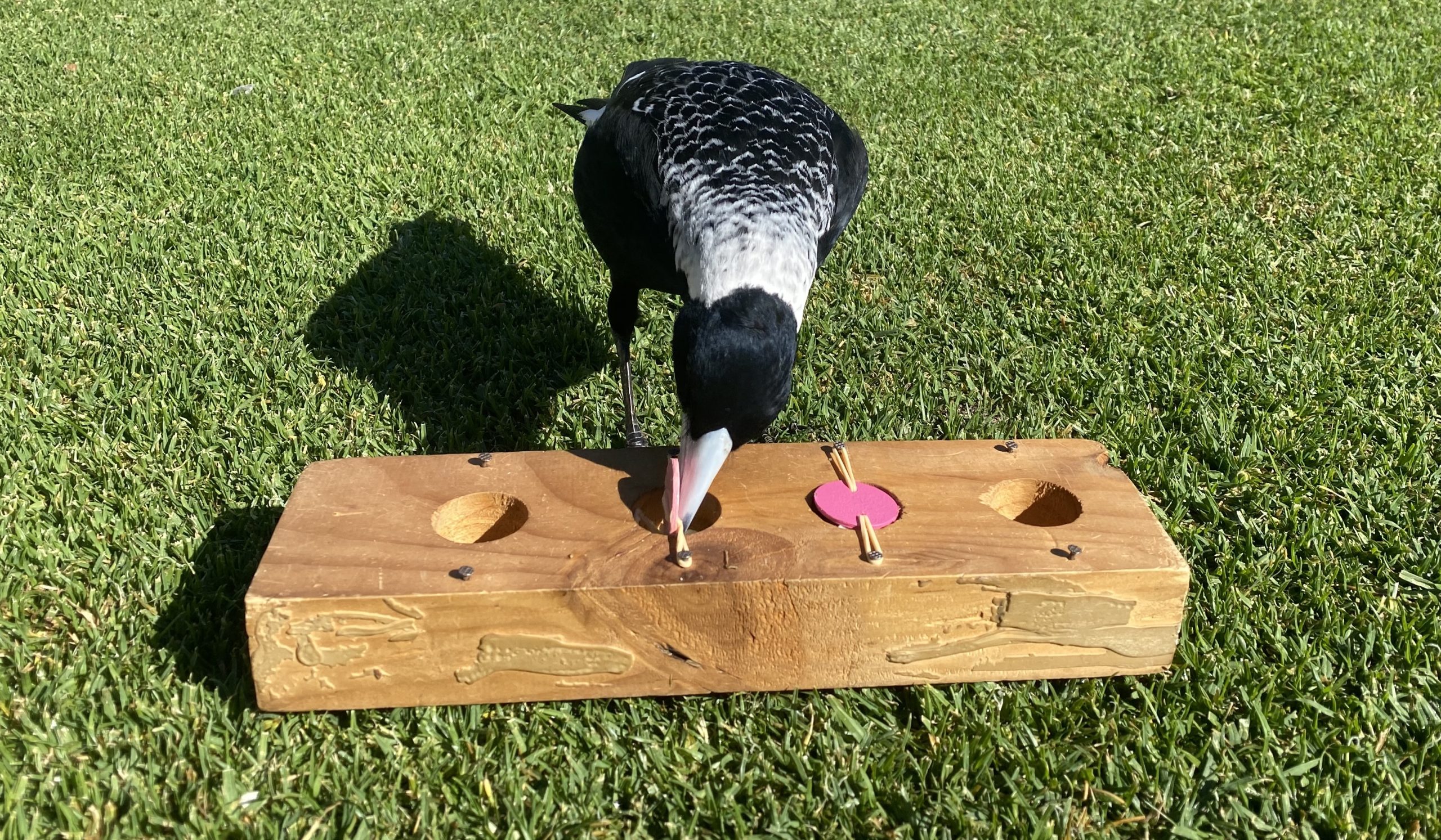 Unlocking the Secrets of Intelligence