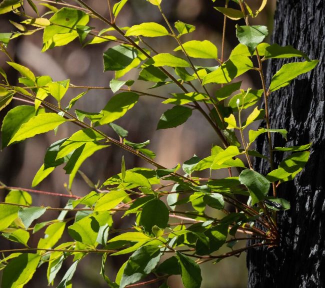 Eucalyptus epicormic growth after a fire - a small branch growing from a burned black eucalyptus trunk