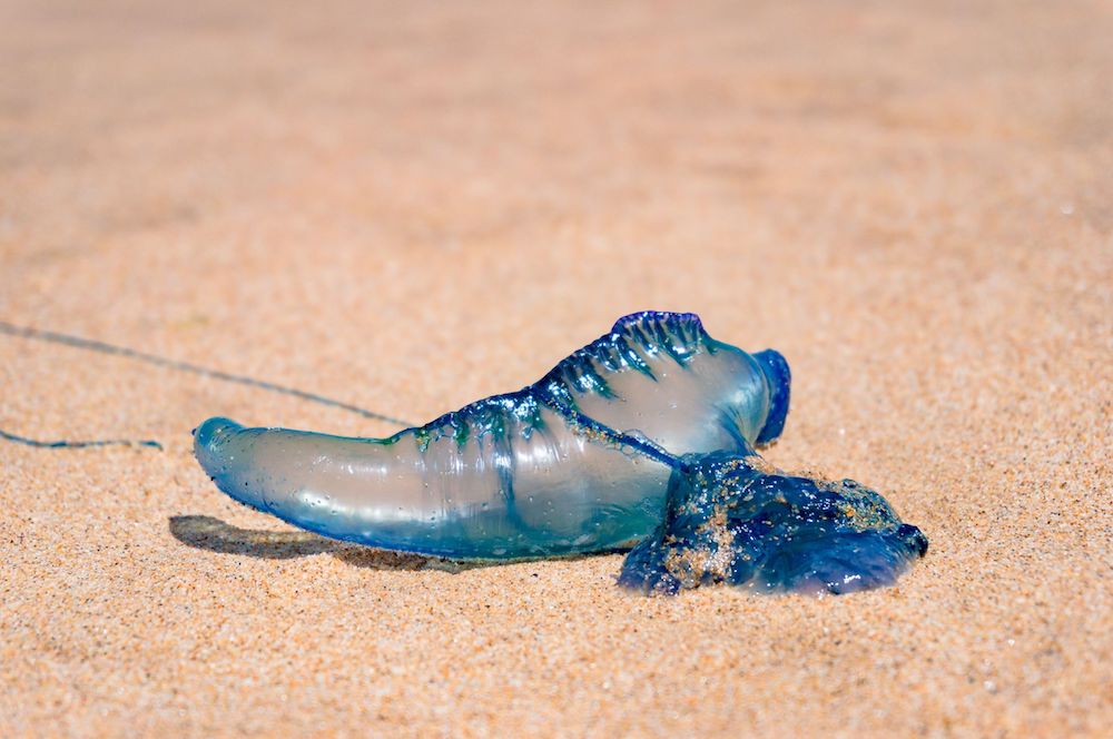 What’s blind, buoyant, and brainless? Bluebottles!