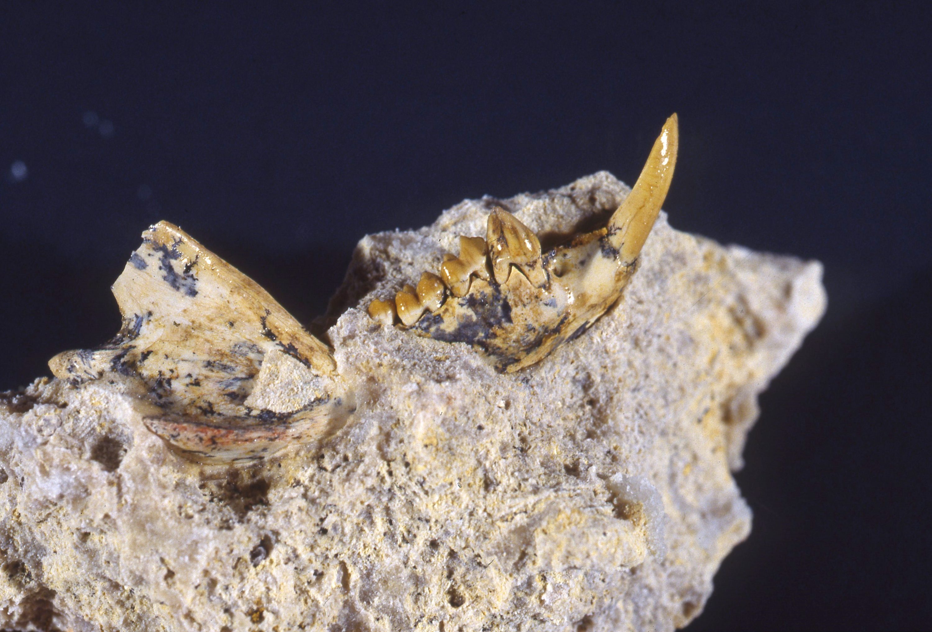 By tooth and nail: Uncovering the ancient history of marsupials